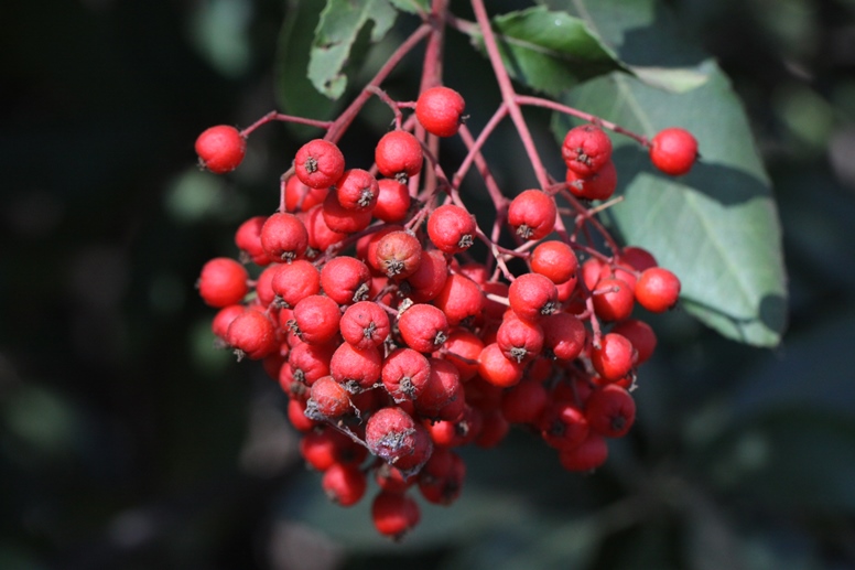 toyon